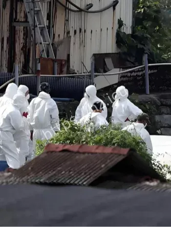 日本宫崎县禽流感